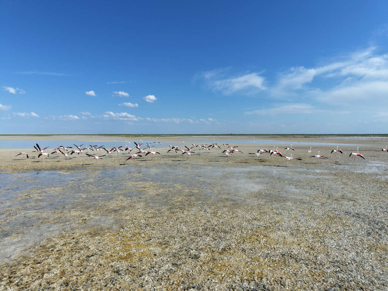 Konya’nın flamingo cennetinde hayat yeniden başladı! 5 bin yavru dünyaya geldi 2